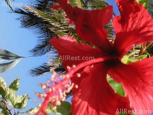 Ritz-Carlton Golf & Spa Resort 36